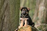 BERGER ALLEMAND 1053